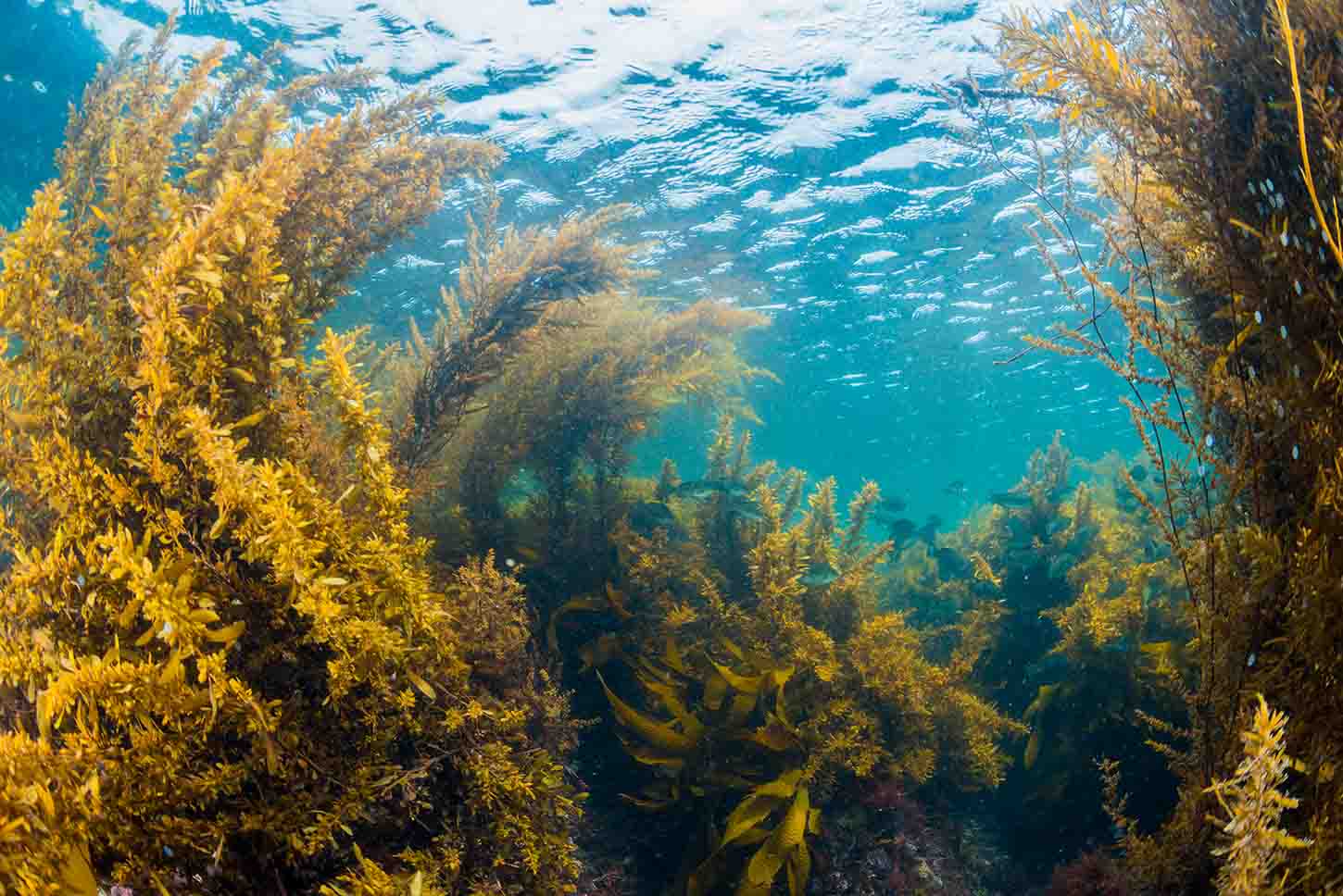 海藻が世界を救う？スーパーフードからスーパーヒーローに