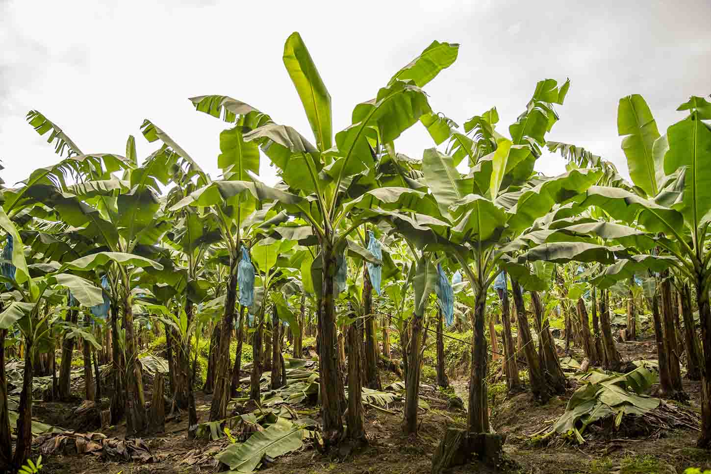 ニセバナナが食糧難を救う？アフリカに希望をもたらすエンセーテ