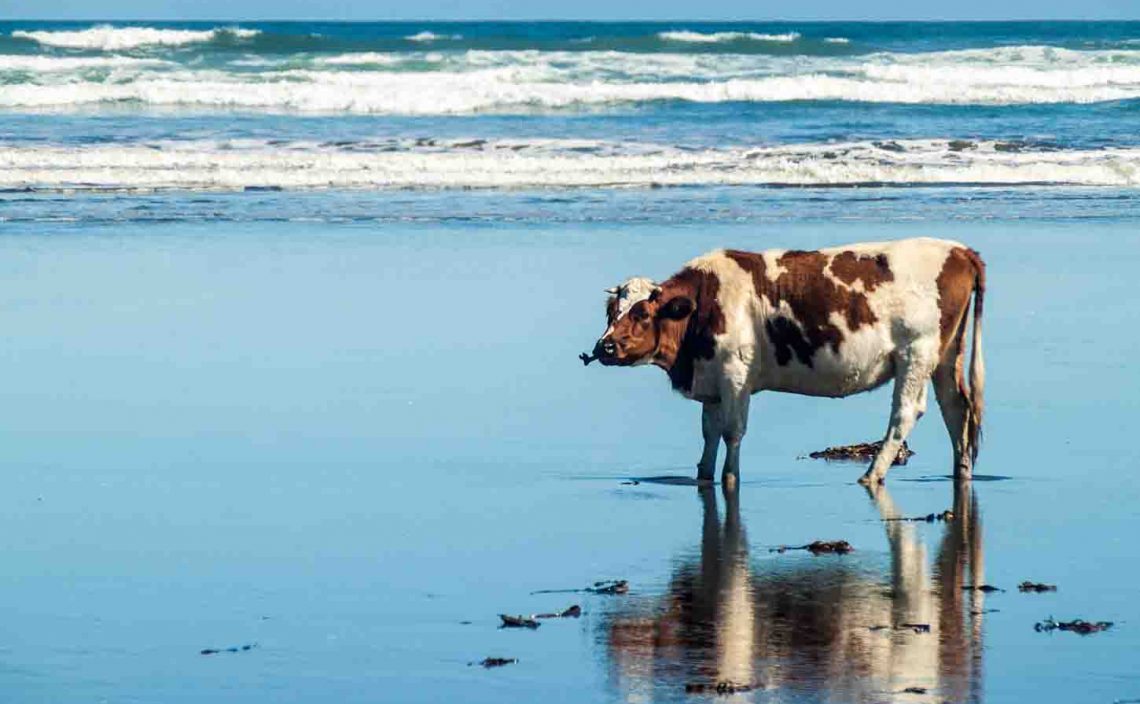 牛の「おなら」と「げっぷ」を脱炭素 ―サステナブルな海藻サプリメント