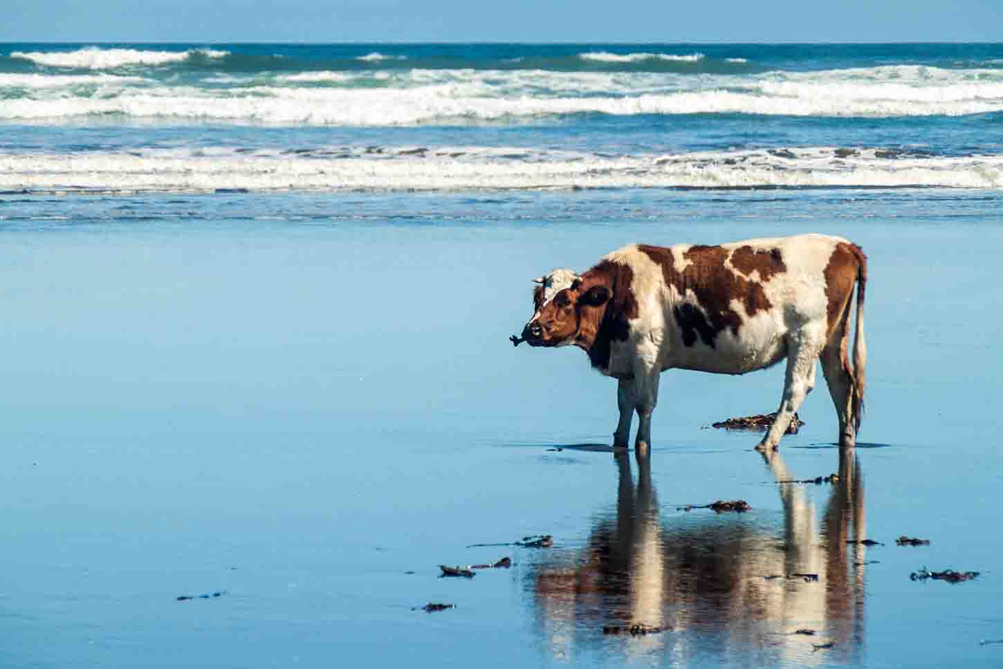 牛の「おなら」と「げっぷ」を脱炭素 ―サステナブルな海藻サプリメント