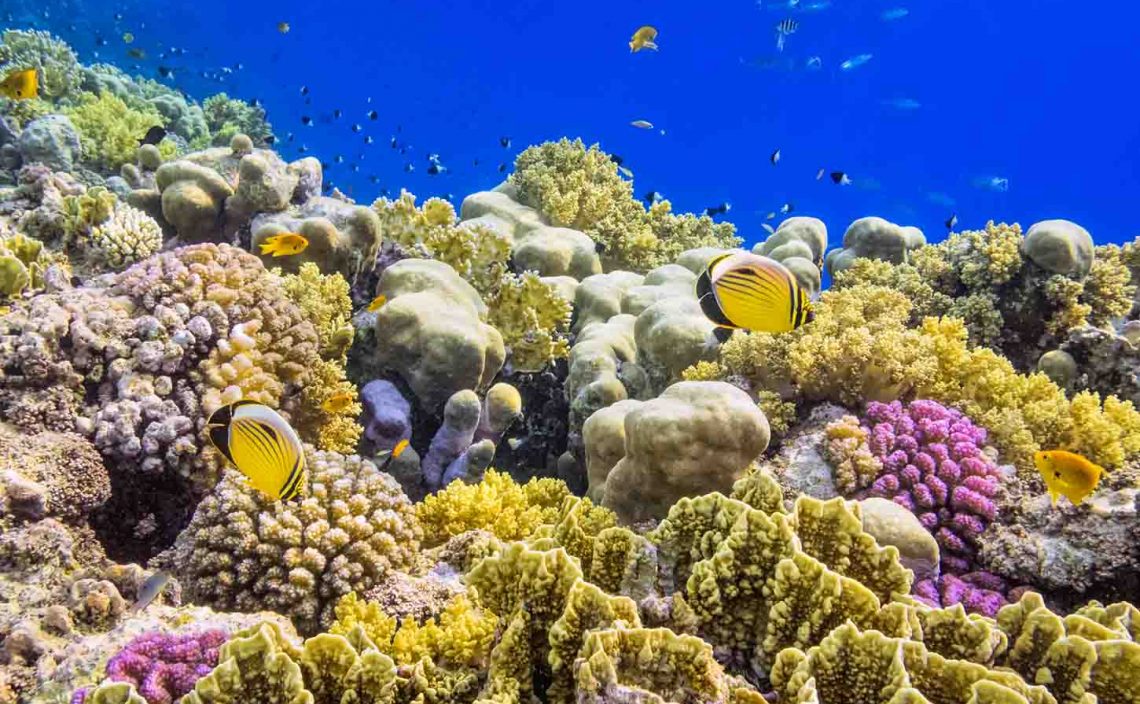 AIがサンゴ礁の「歌」で健康状態を把握する